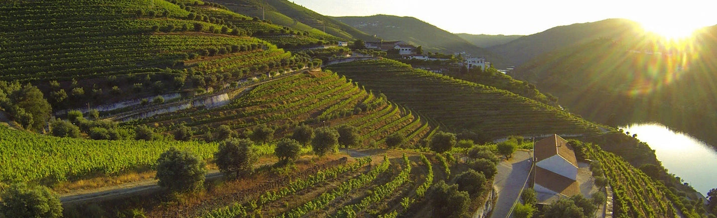 Port Wines